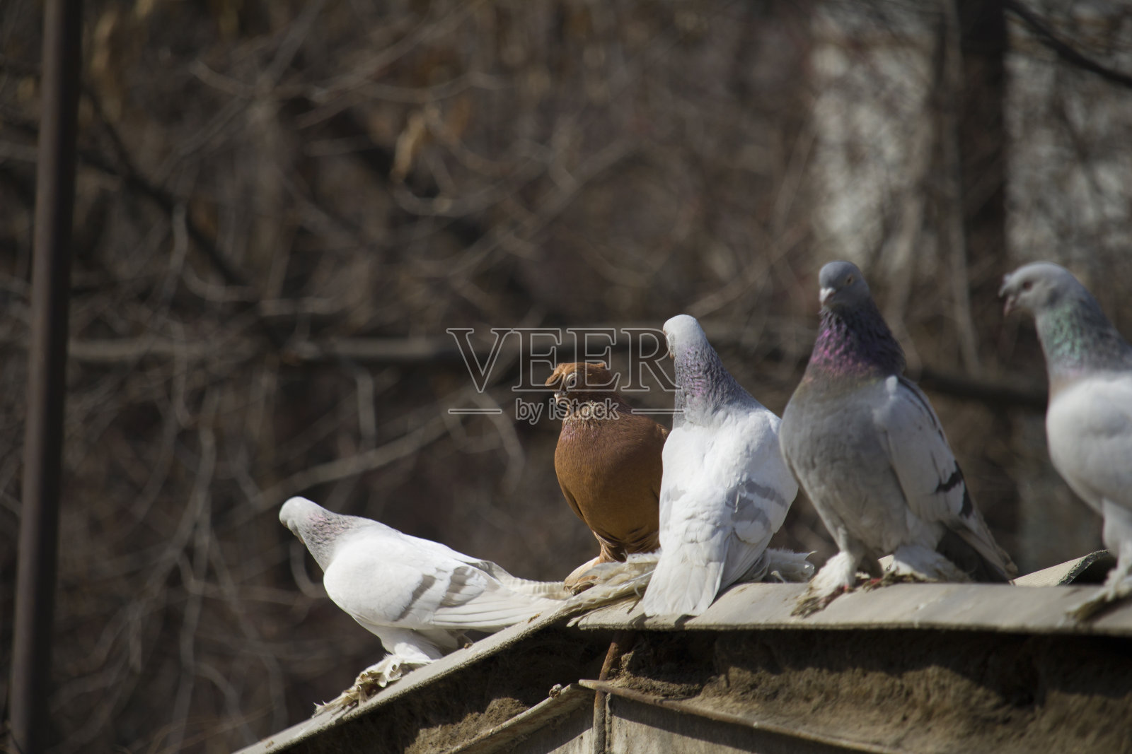 屋顶上的鸽子。屋顶上坐着一群野鸽照片摄影图片
