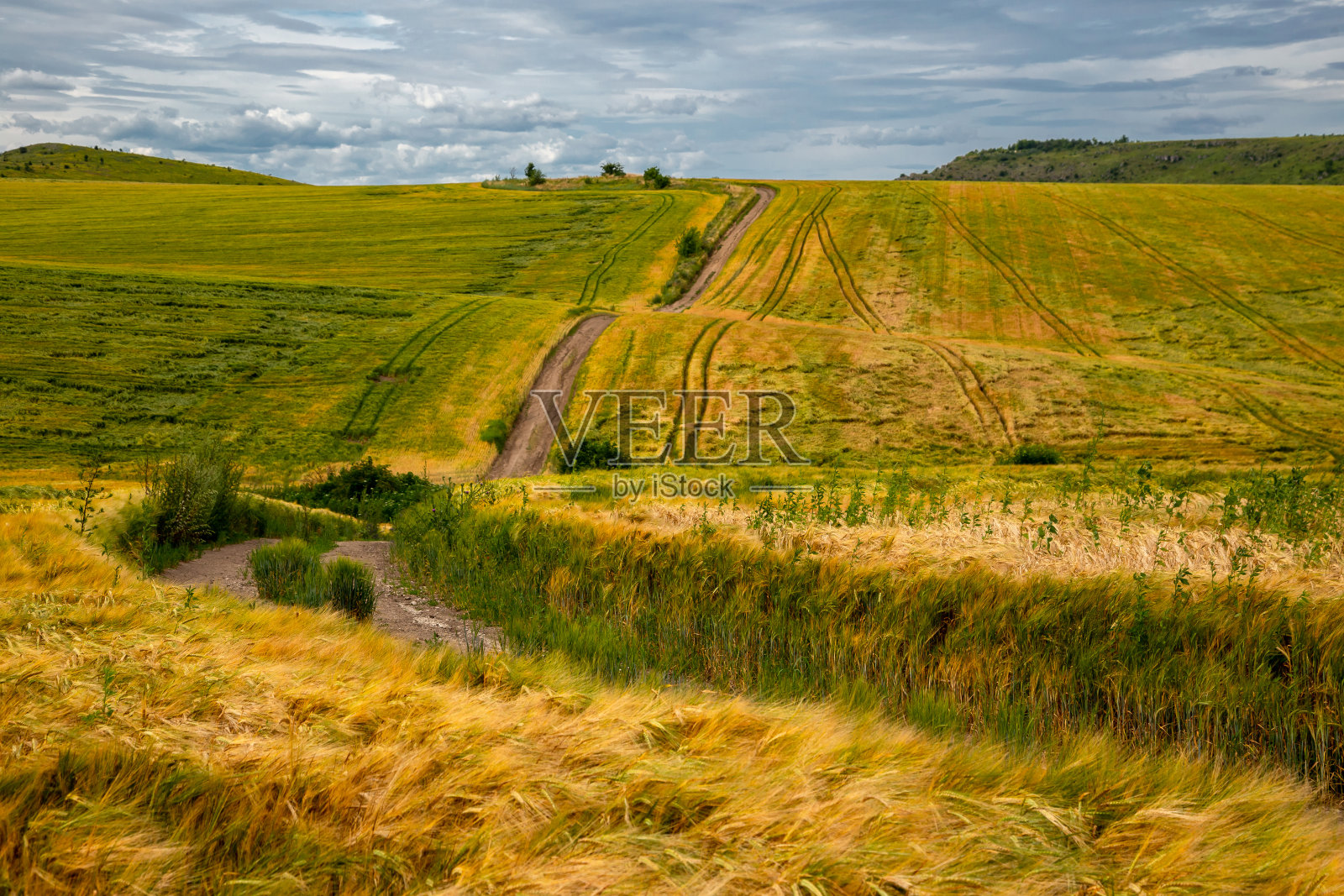 美丽的麦田在多风的天气。乌克兰照片摄影图片