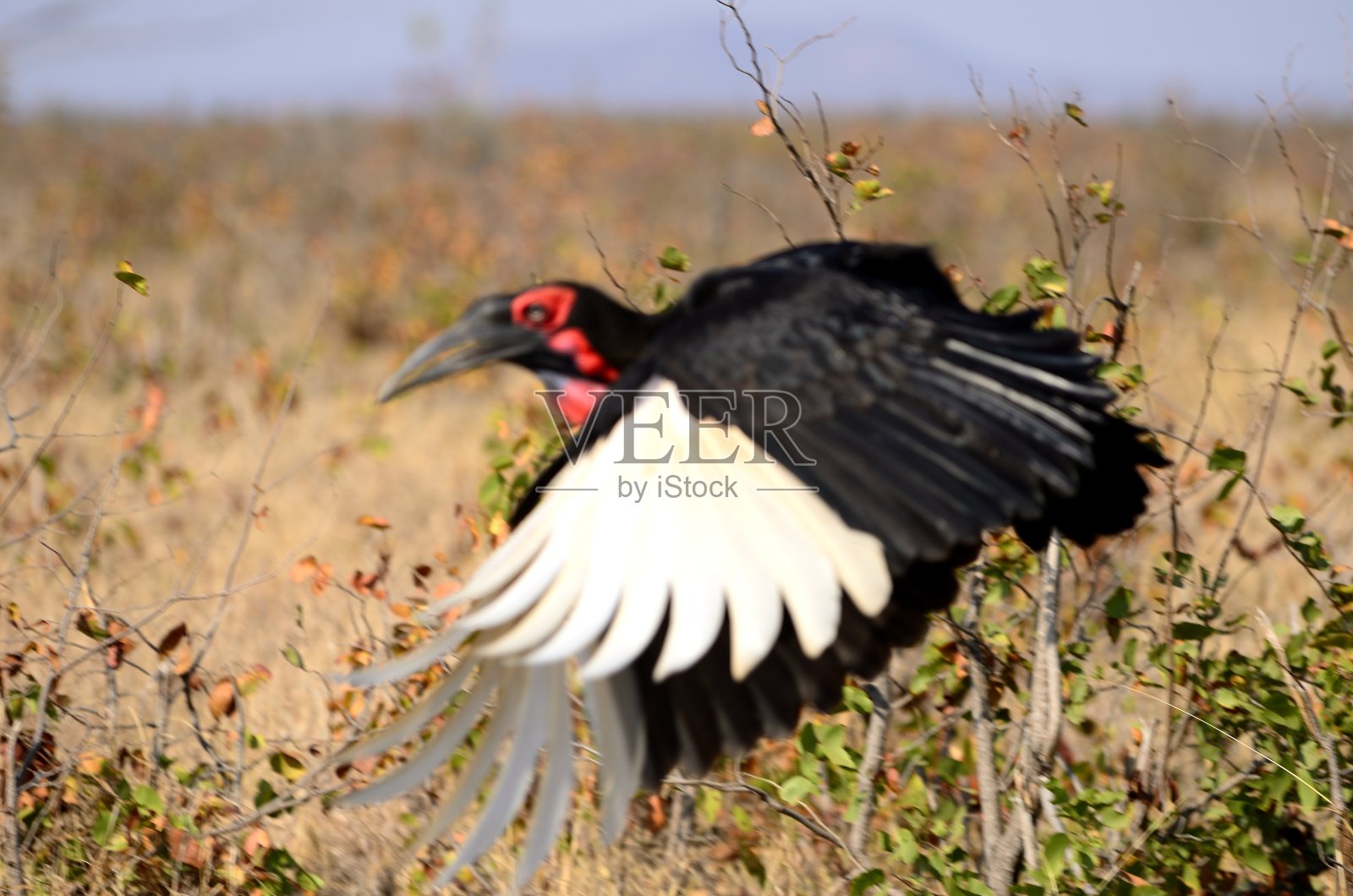 地面犀鸟照片摄影图片