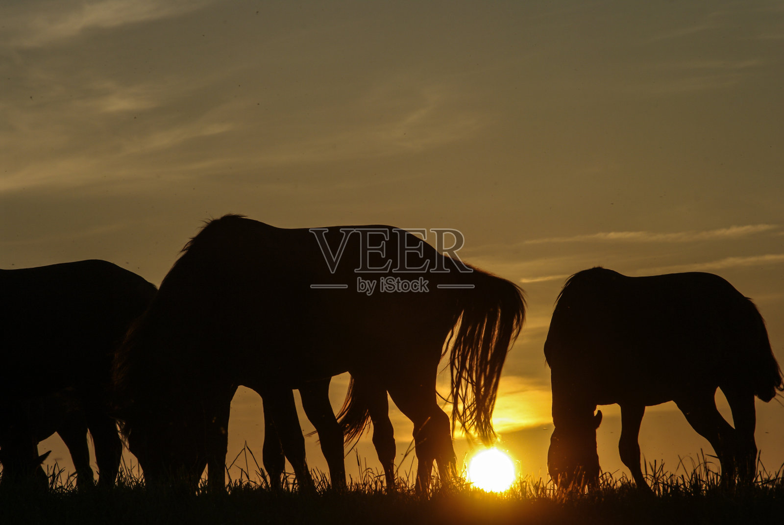 乡村日落的景色和放牧的马照片摄影图片