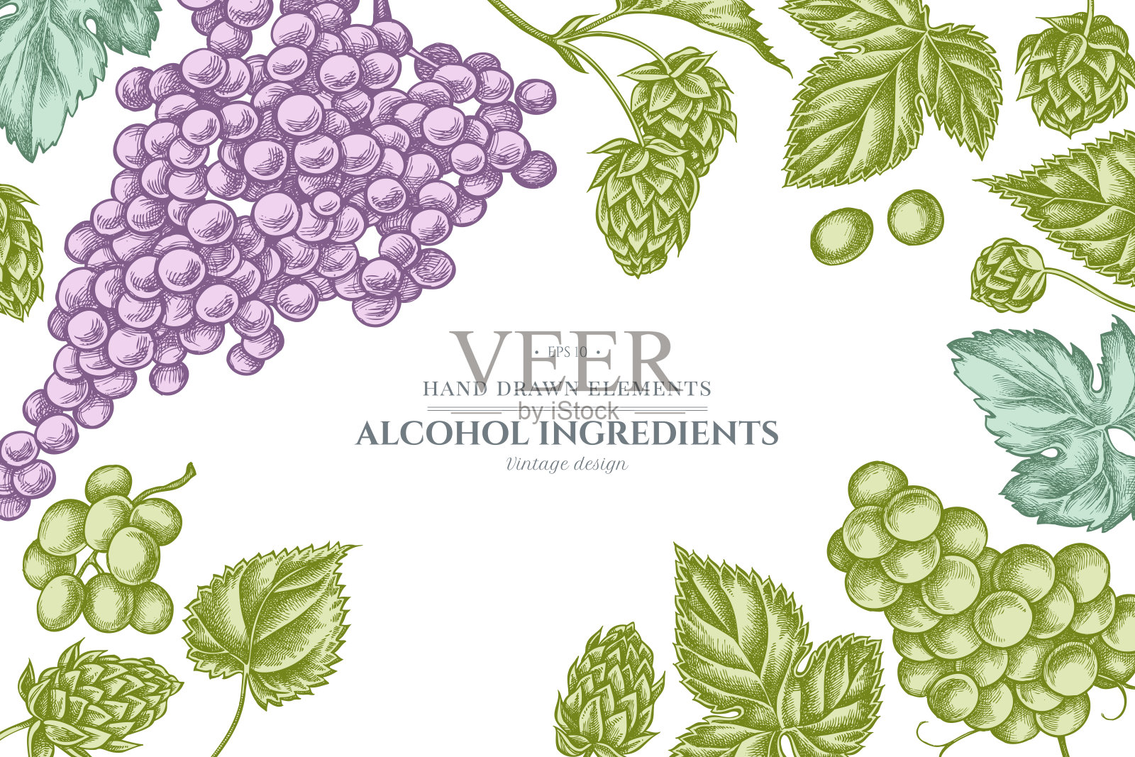 花设计与柔和的葡萄，啤酒花插画图片素材