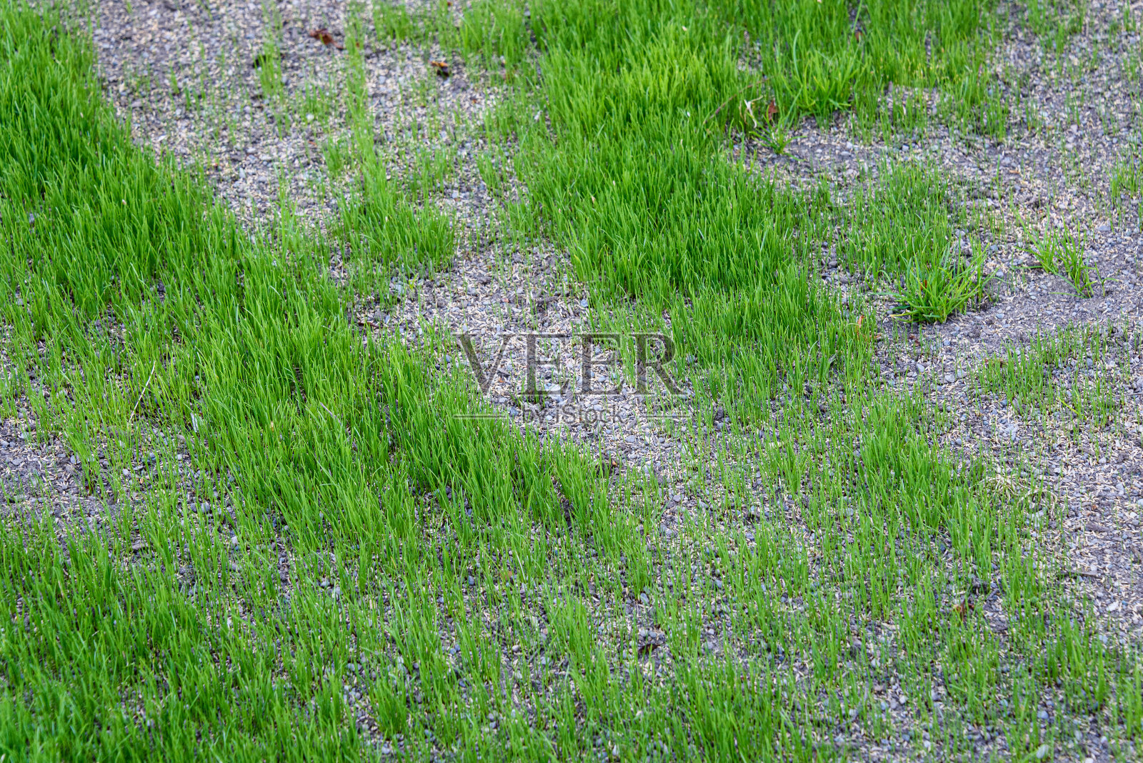 重植草照片摄影图片