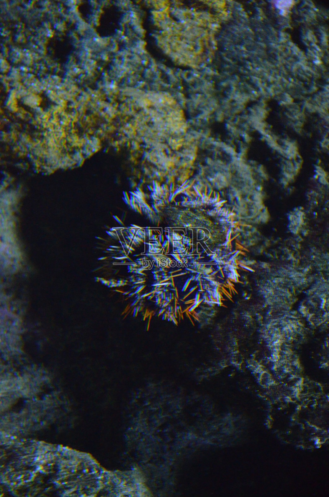 柏林水族馆的水下海洋生物照片摄影图片