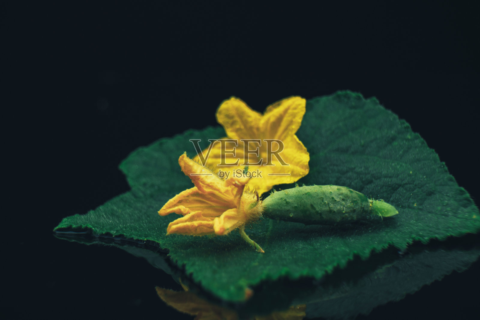 漂亮的新鲜小黄瓜和黄色的花在黑色的玻璃桌子上，黑色的背景。照片摄影图片