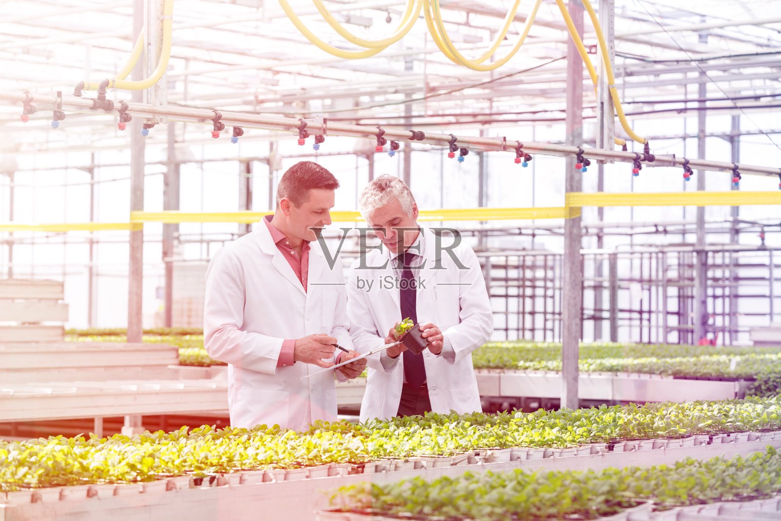 成熟的男性生化学家讨论温室幼苗照片摄影图片