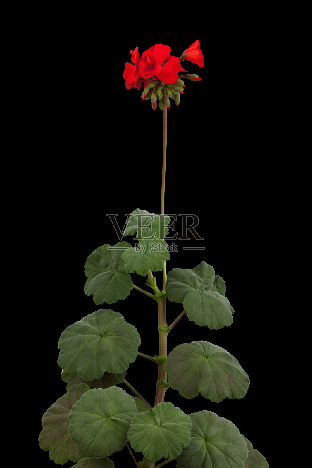 天竺葵开红色花照片摄影图片