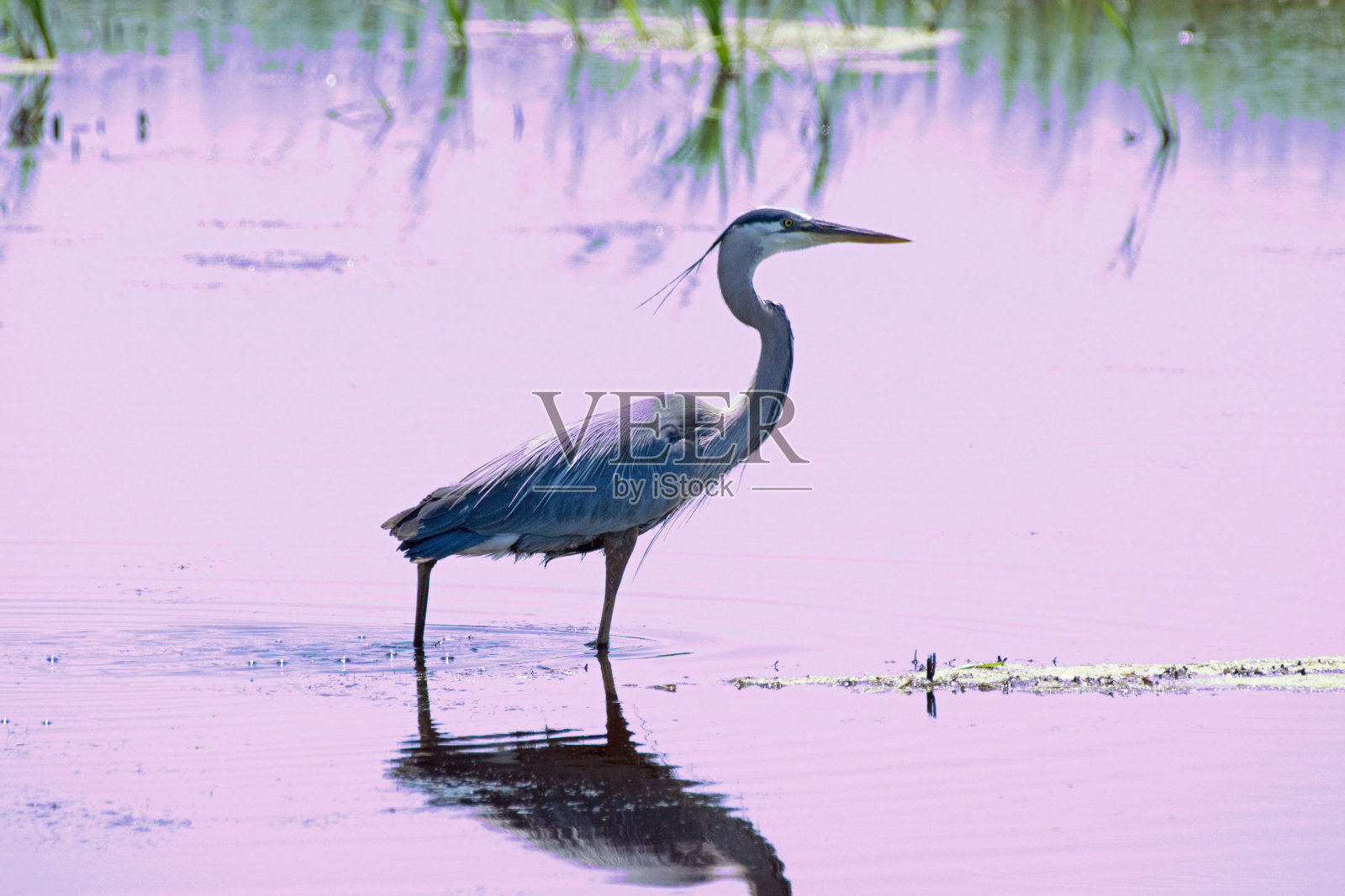 大蓝鹭在池塘中涉水照片摄影图片