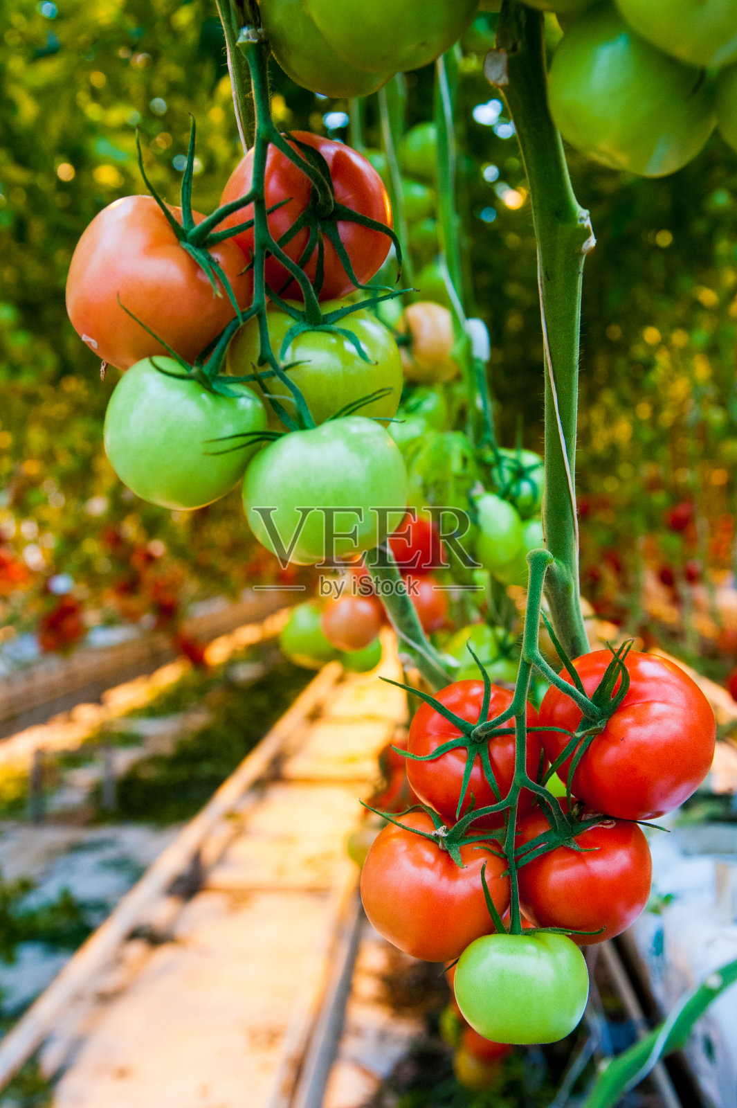 温室中成熟的番茄植株照片摄影图片