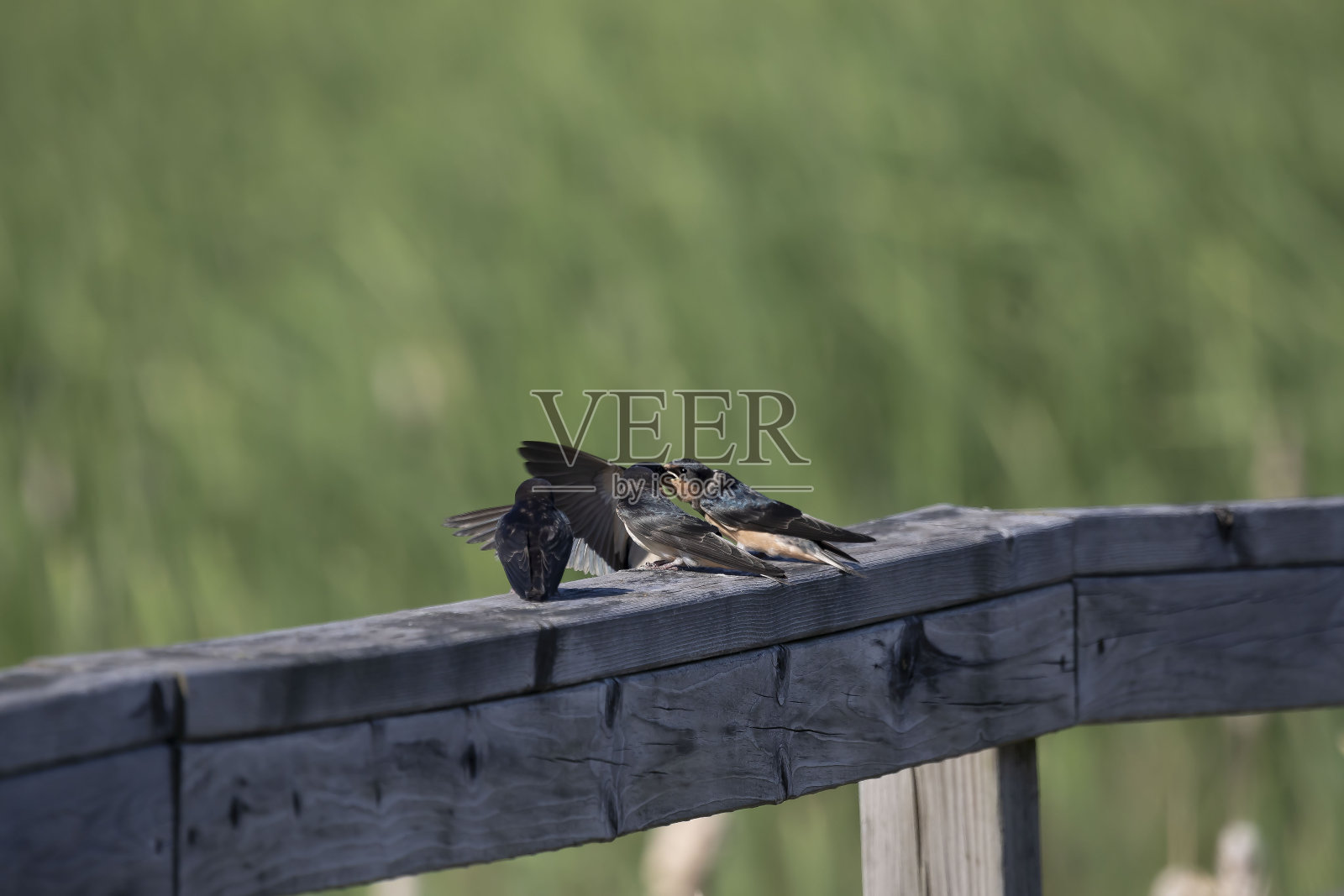 谷仓燕子（希伦多生锈）照片摄影图片