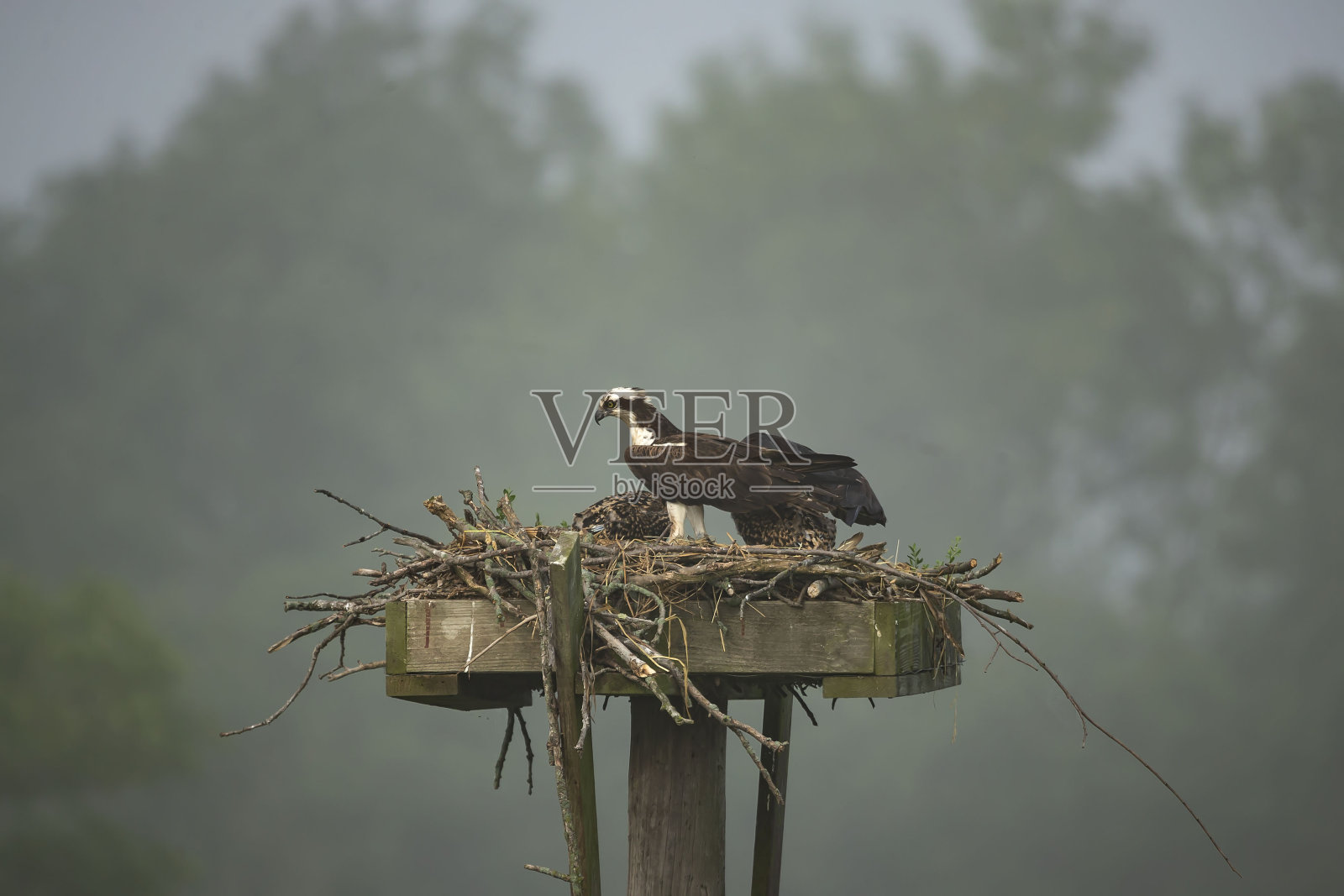 栖息在巢穴中的西方鱼鹰照片摄影图片