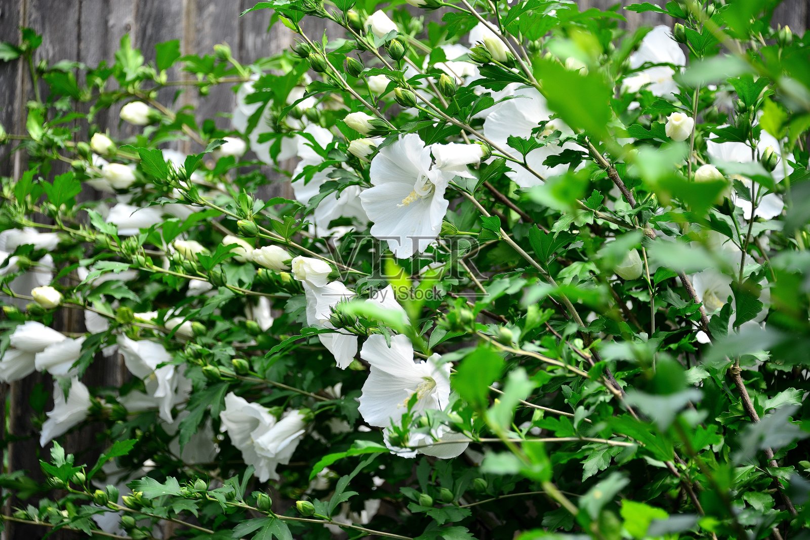 植物园照片摄影图片