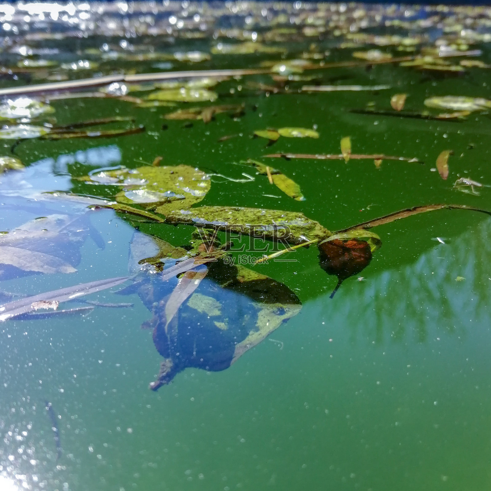 池里的水已经腐烂了。不洁净的池照片摄影图片