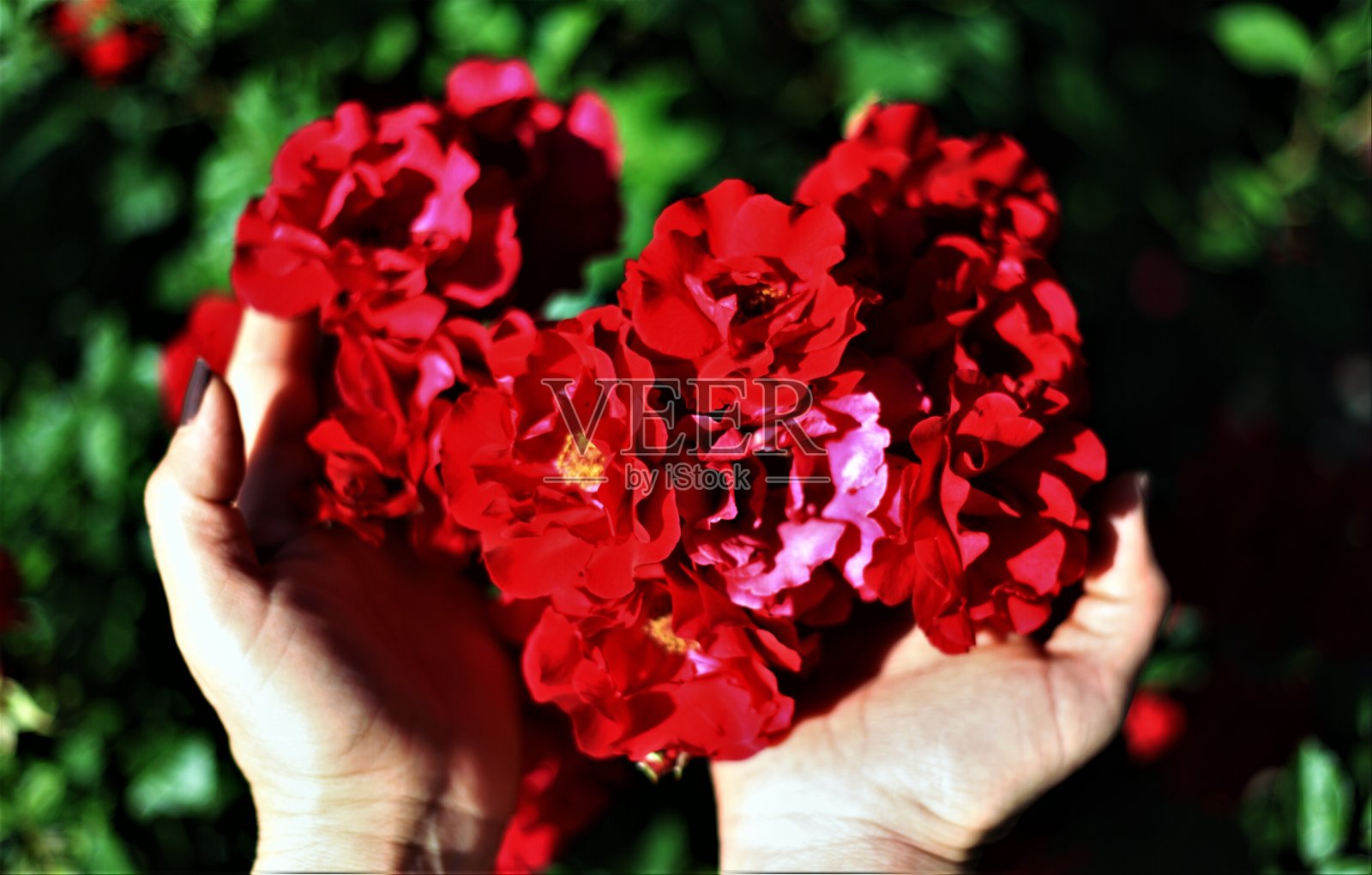 花和花照片摄影图片