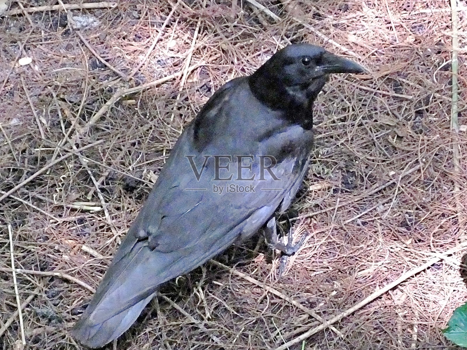 鱼乌鸦(乌鸦)站在松针里照片摄影图片