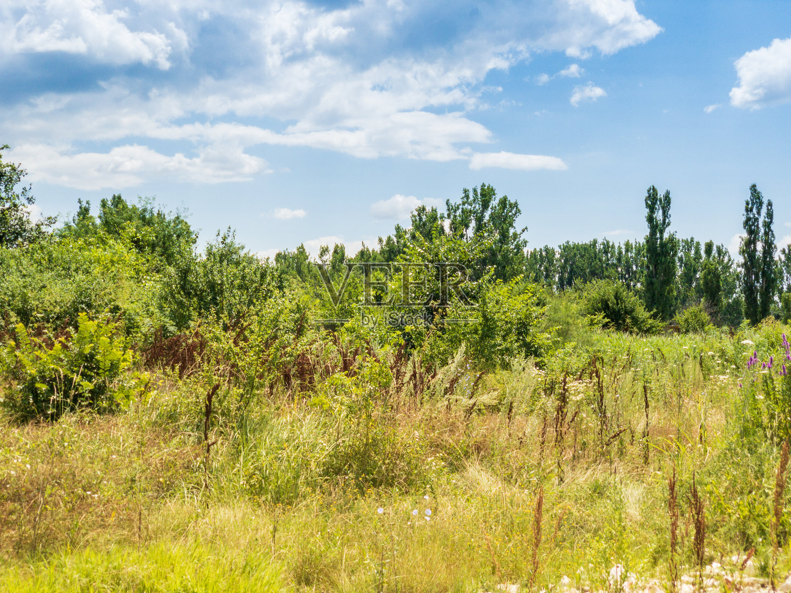 夏天的风景照片摄影图片