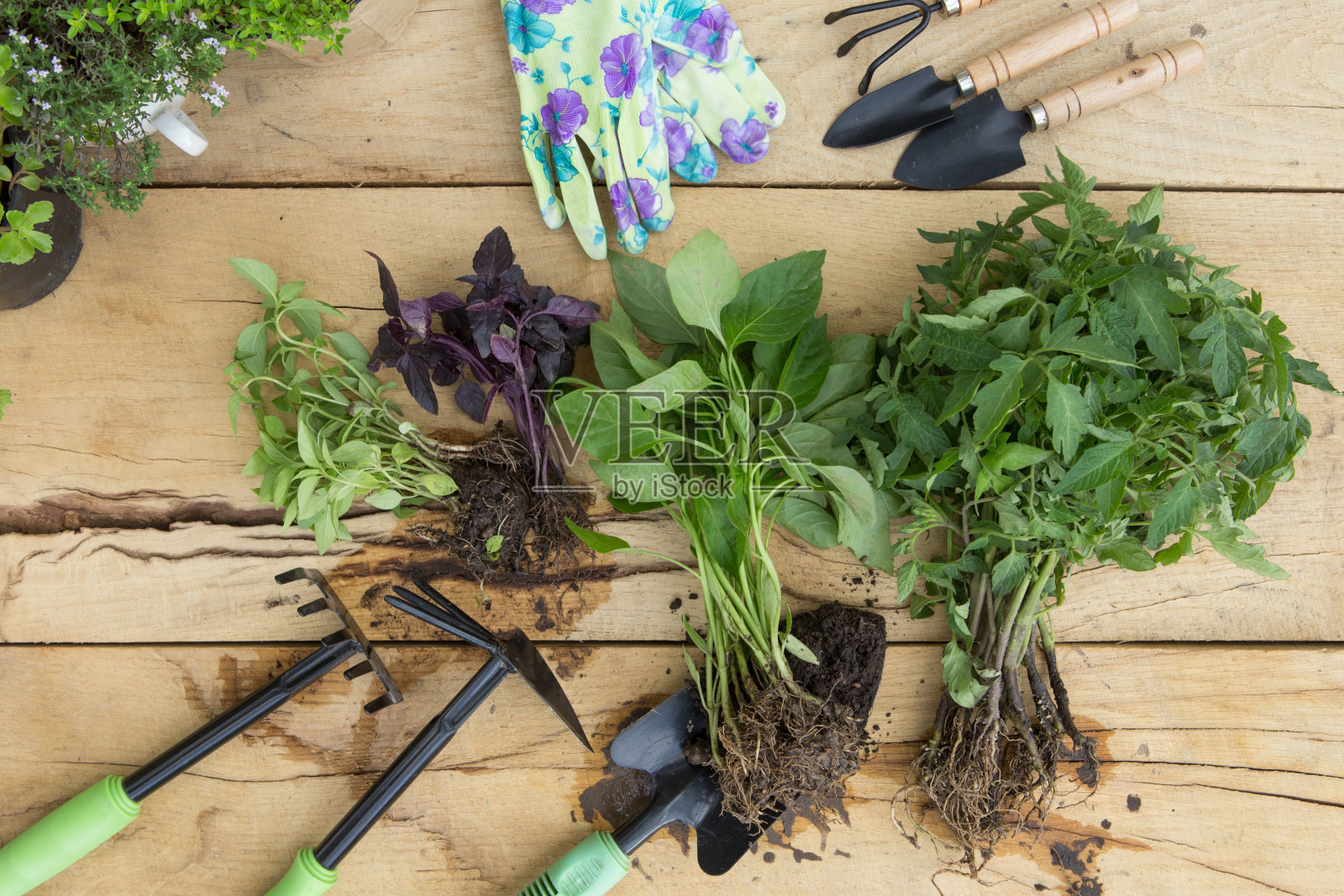 秧苗、植物放在花盆和园艺工具上的木桌上，构思园艺照片摄影图片