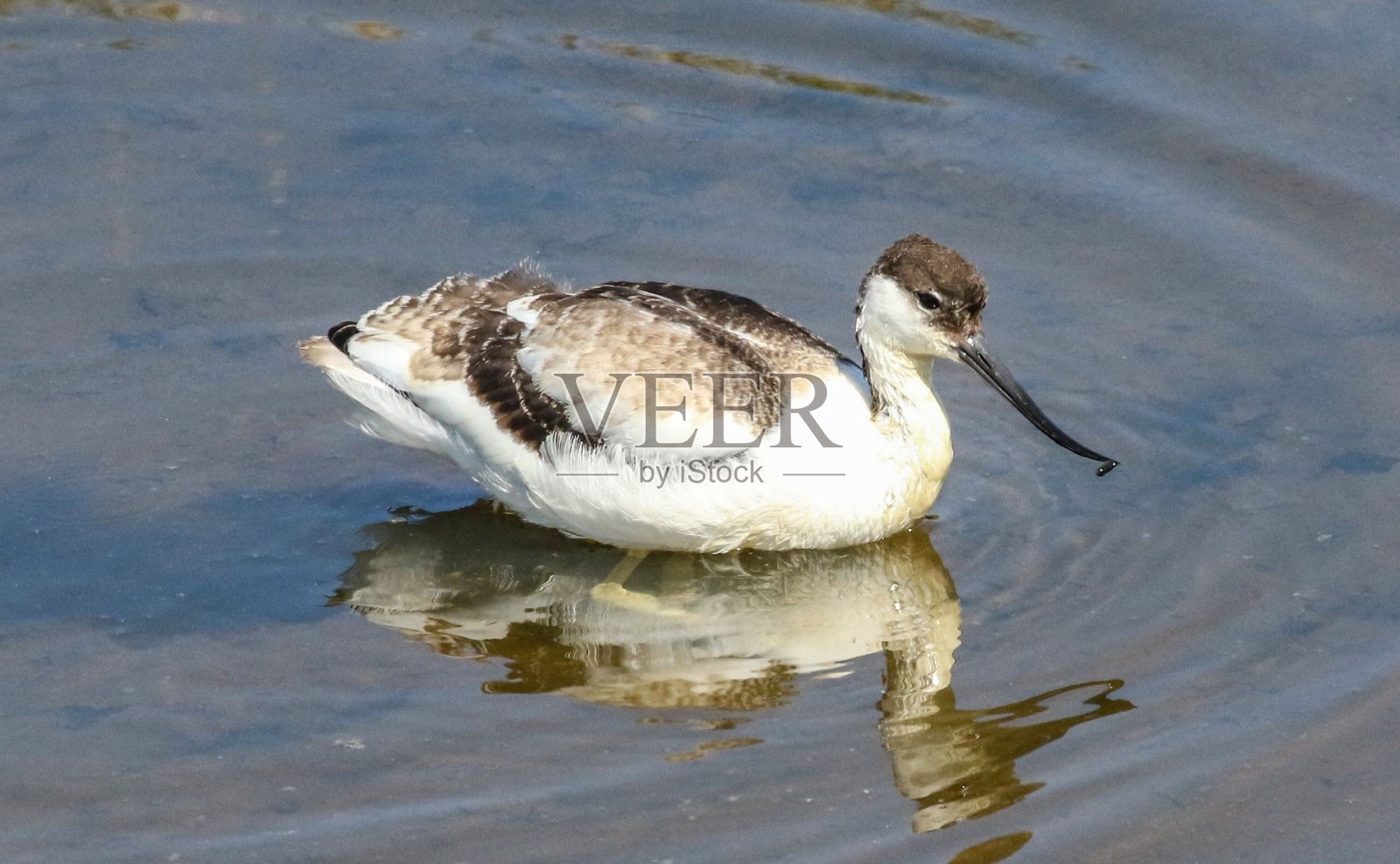 潘宁顿沼泽的小艾沃赛特照片摄影图片