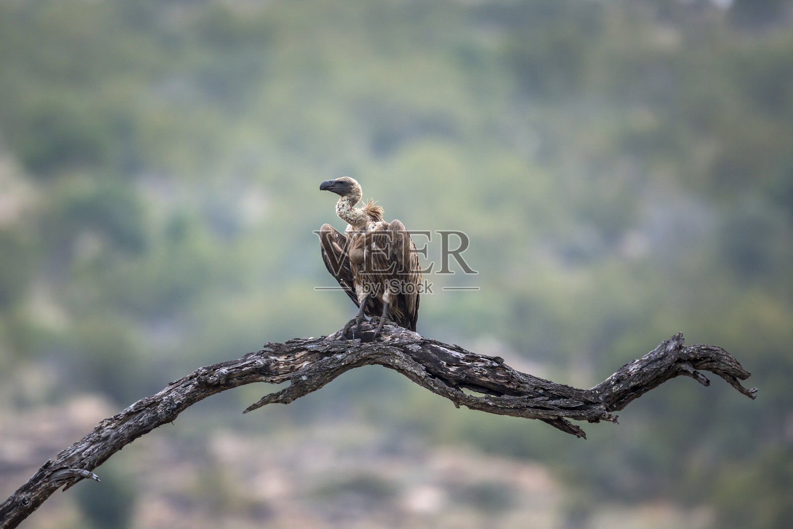 南非克鲁格国家公园的白背秃鹫照片摄影图片