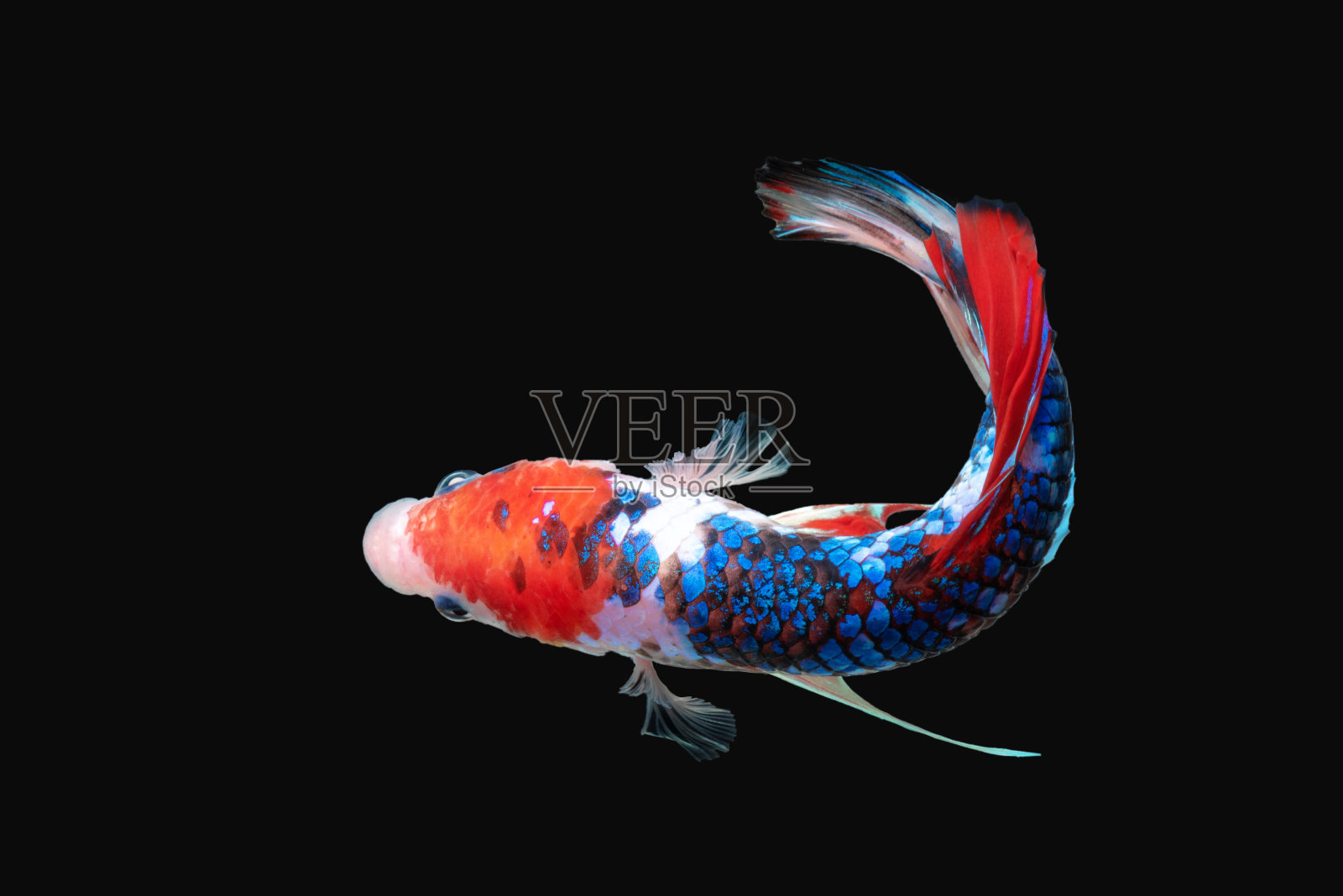 暹罗的战斗鱼照片摄影图片