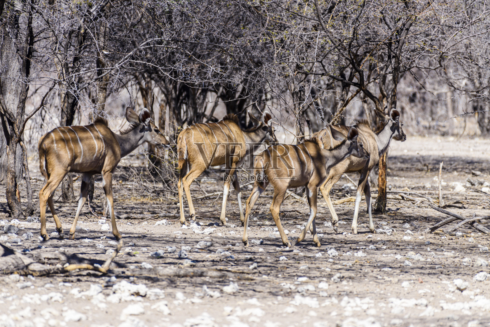 库杜在纳米比亚森林里的一个人工水坑里。照片摄影图片