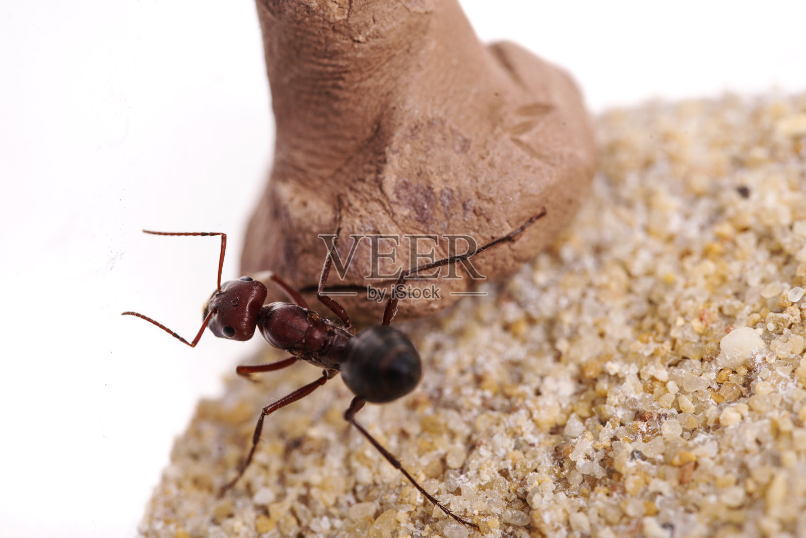 卡塔格里菲斯结核蚂蚁女王照片摄影图片
