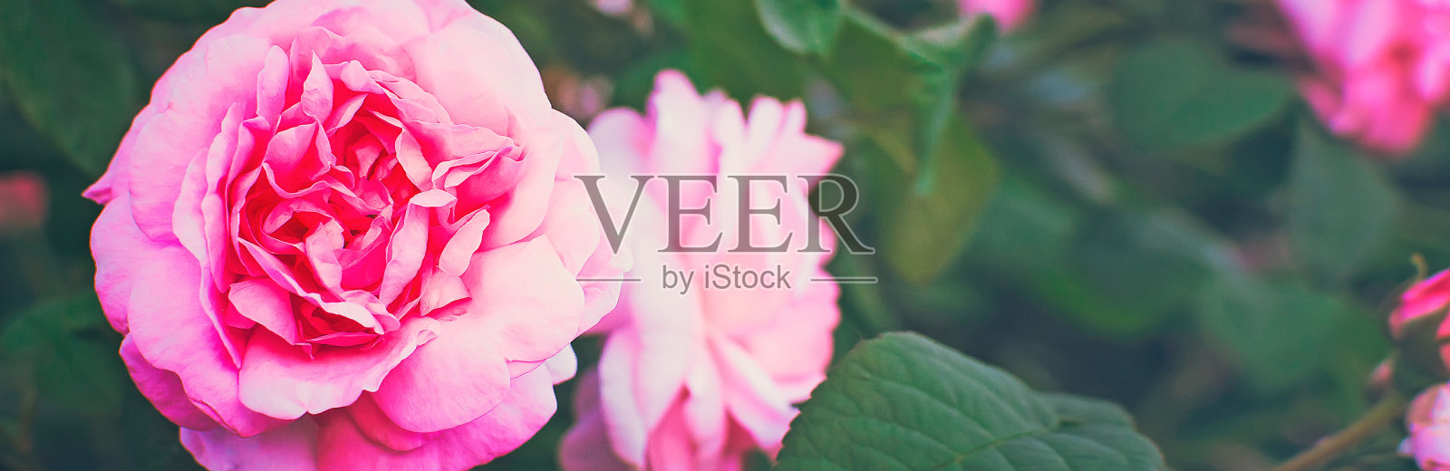 美丽的粉红玫瑰，自然全景夏日背景。照片摄影图片