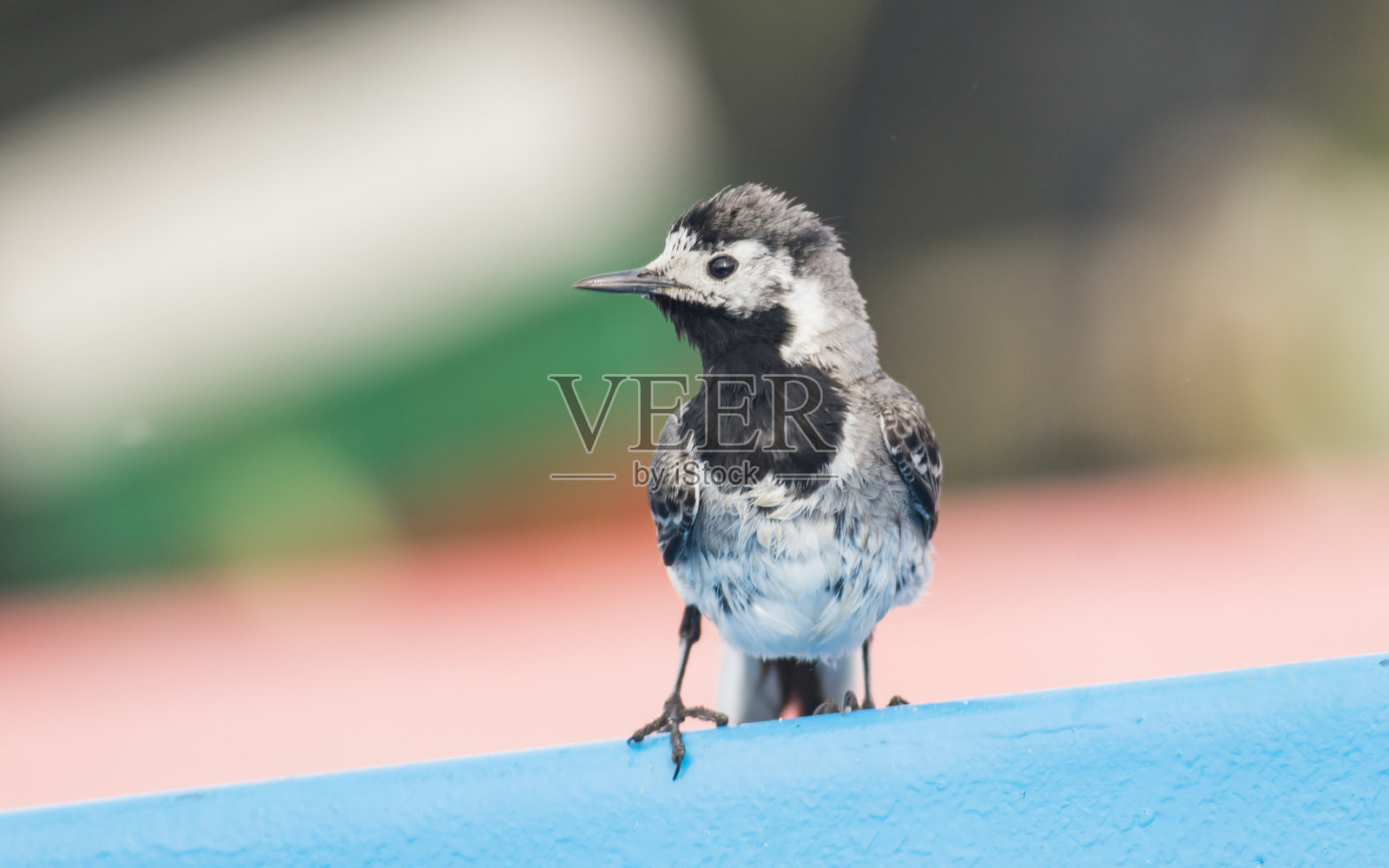 以保加利亚国旗为背景的白色鹡尾照片摄影图片