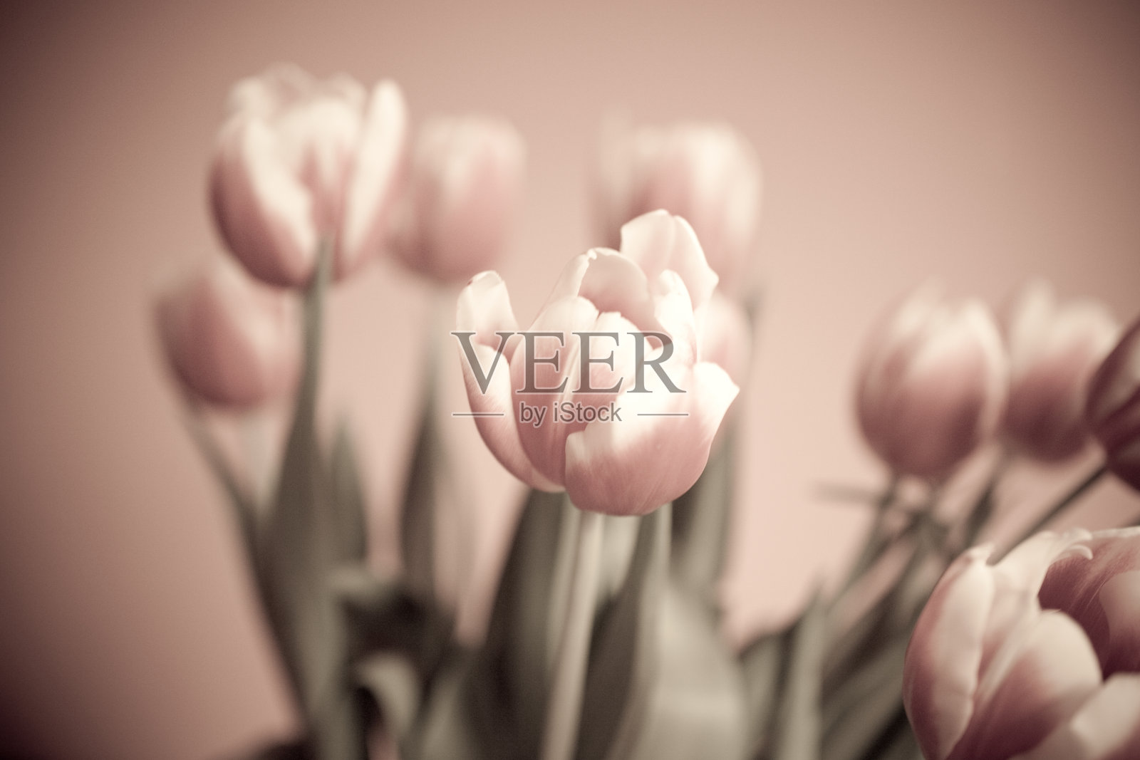 维奥塞尼·图利潘照片摄影图片