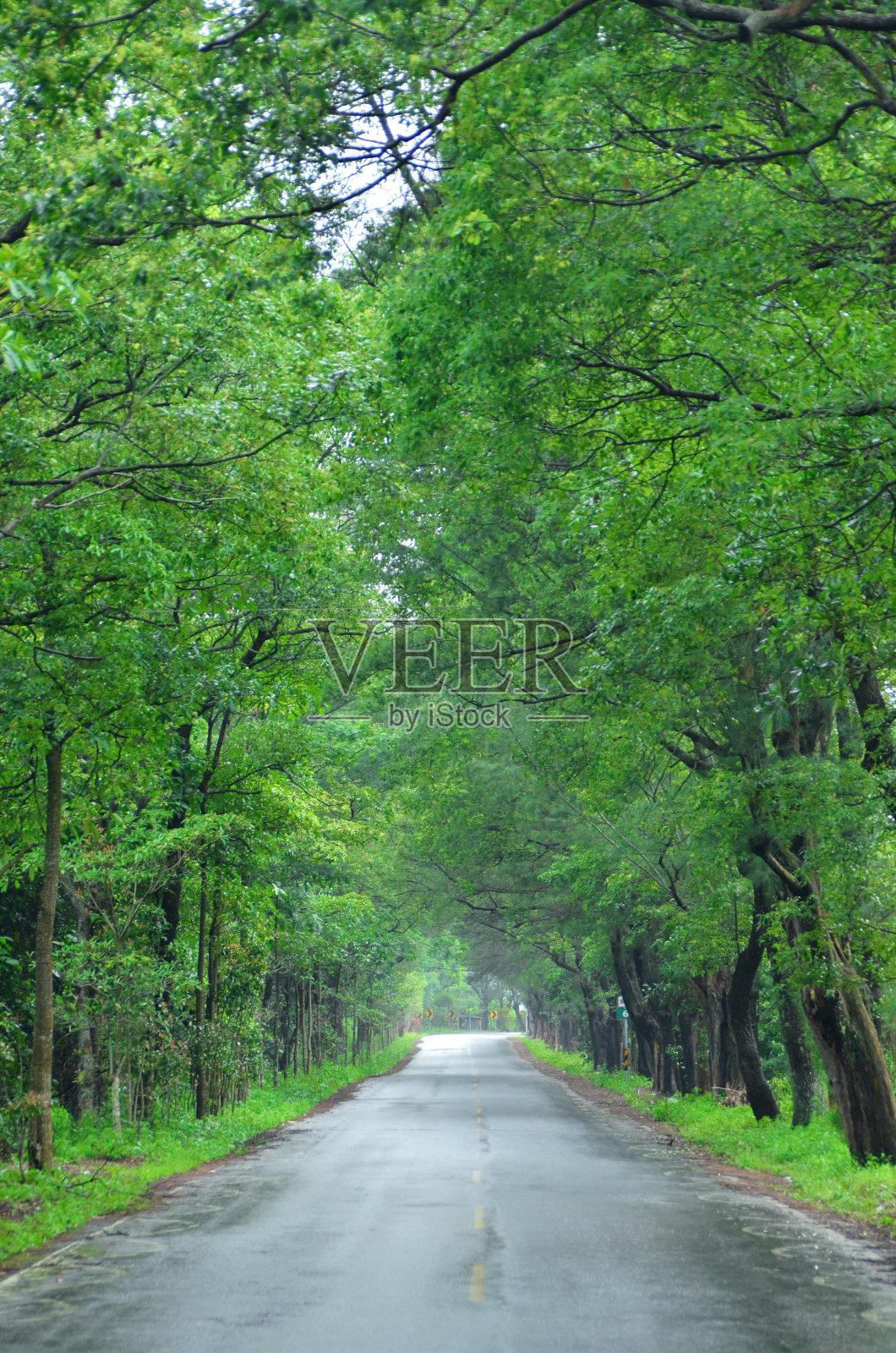 道路穿过绿色隧道照片摄影图片