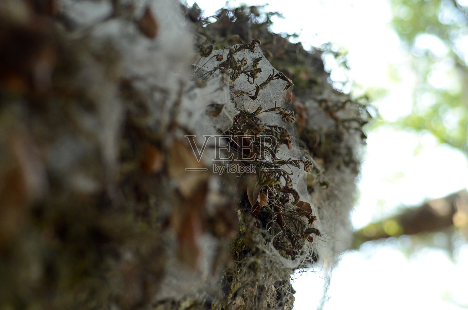 丝绸照片摄影图片