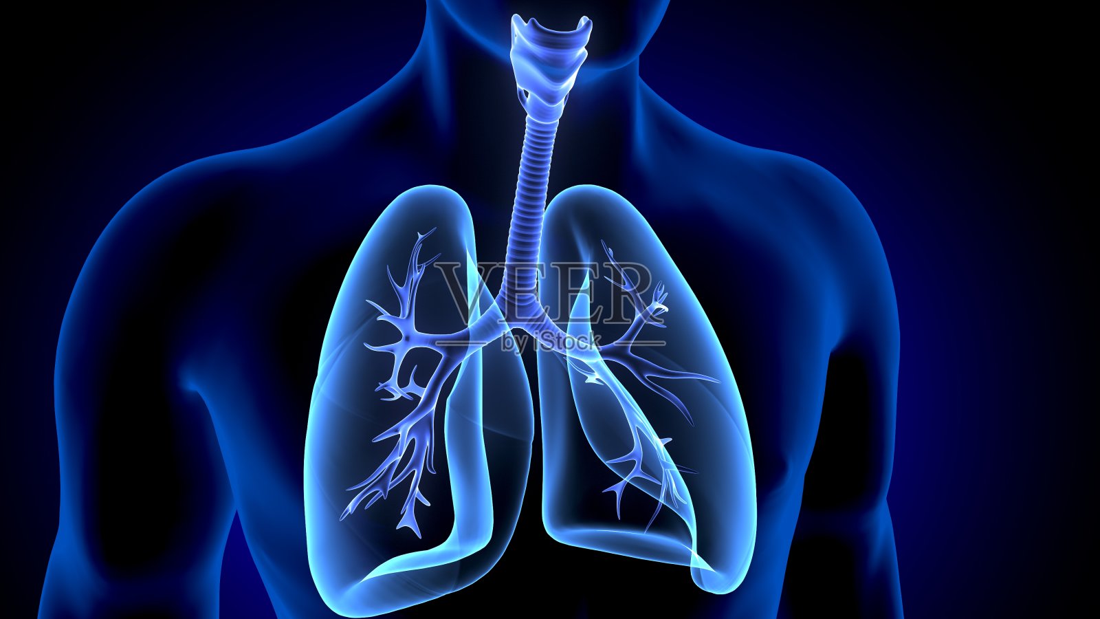 人体呼吸系统肺解剖的3D插图照片摄影图片