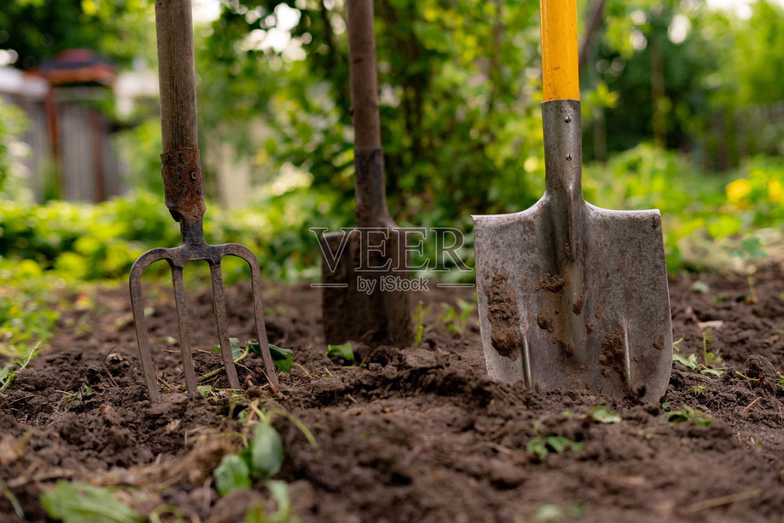 把铁锹和干草叉插进花园里的地里照片摄影图片