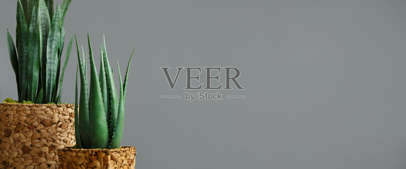 植物室内装饰概念照片摄影图片