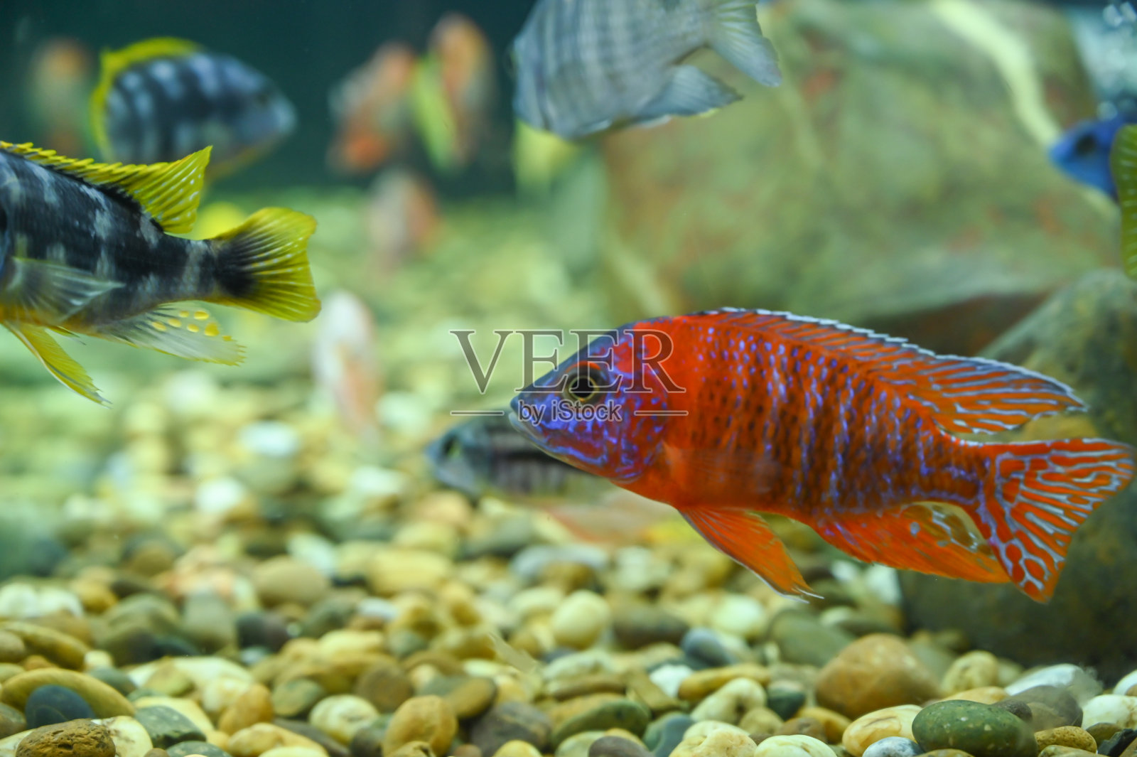 美丽的鱼照片摄影图片