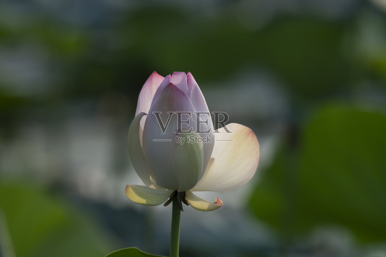 湿地中的荷花照片摄影图片