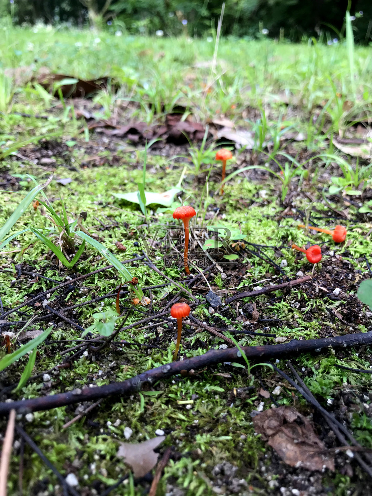 红色蘑菇照片摄影图片