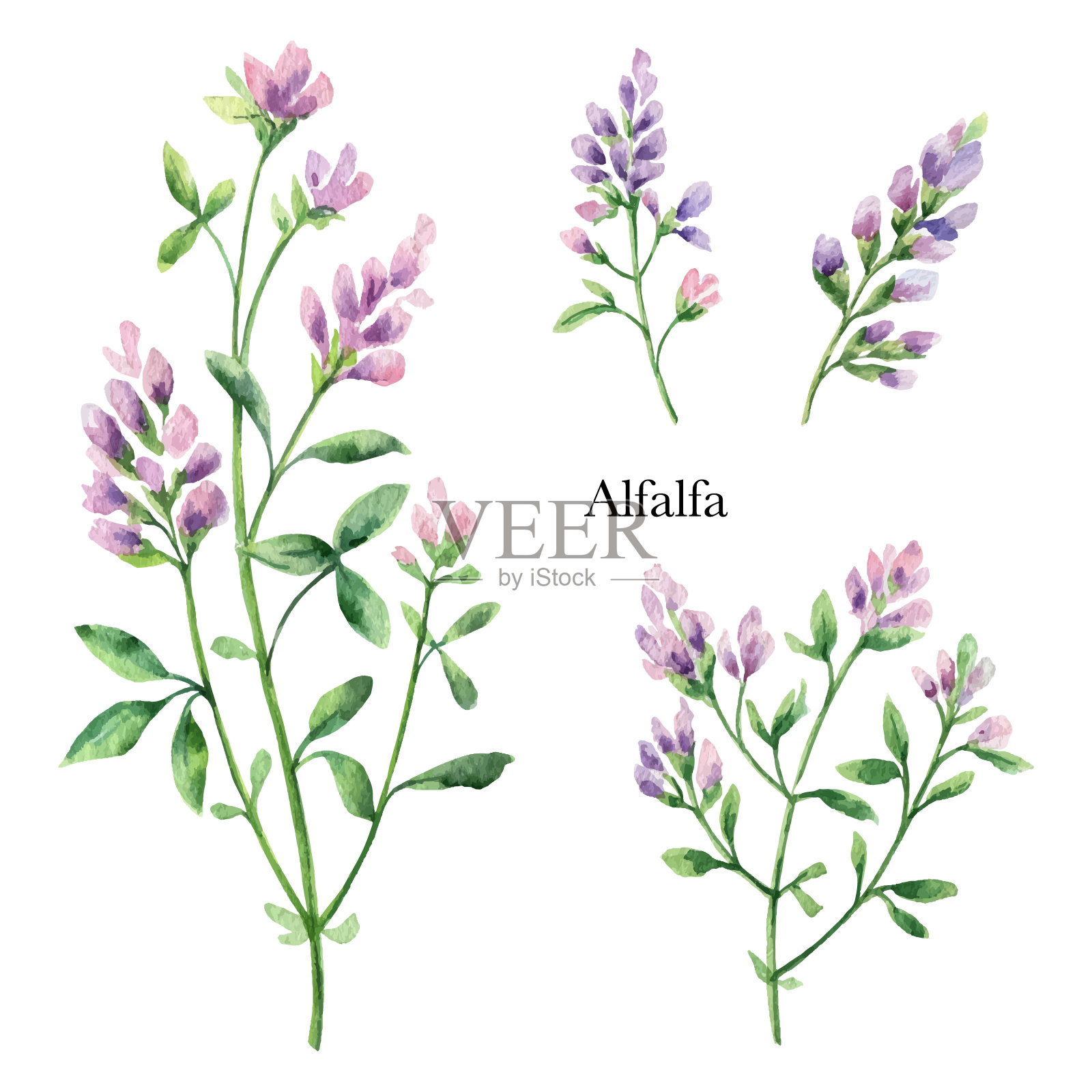 手绘苜蓿矢量植物水彩插画。设计元素图片
