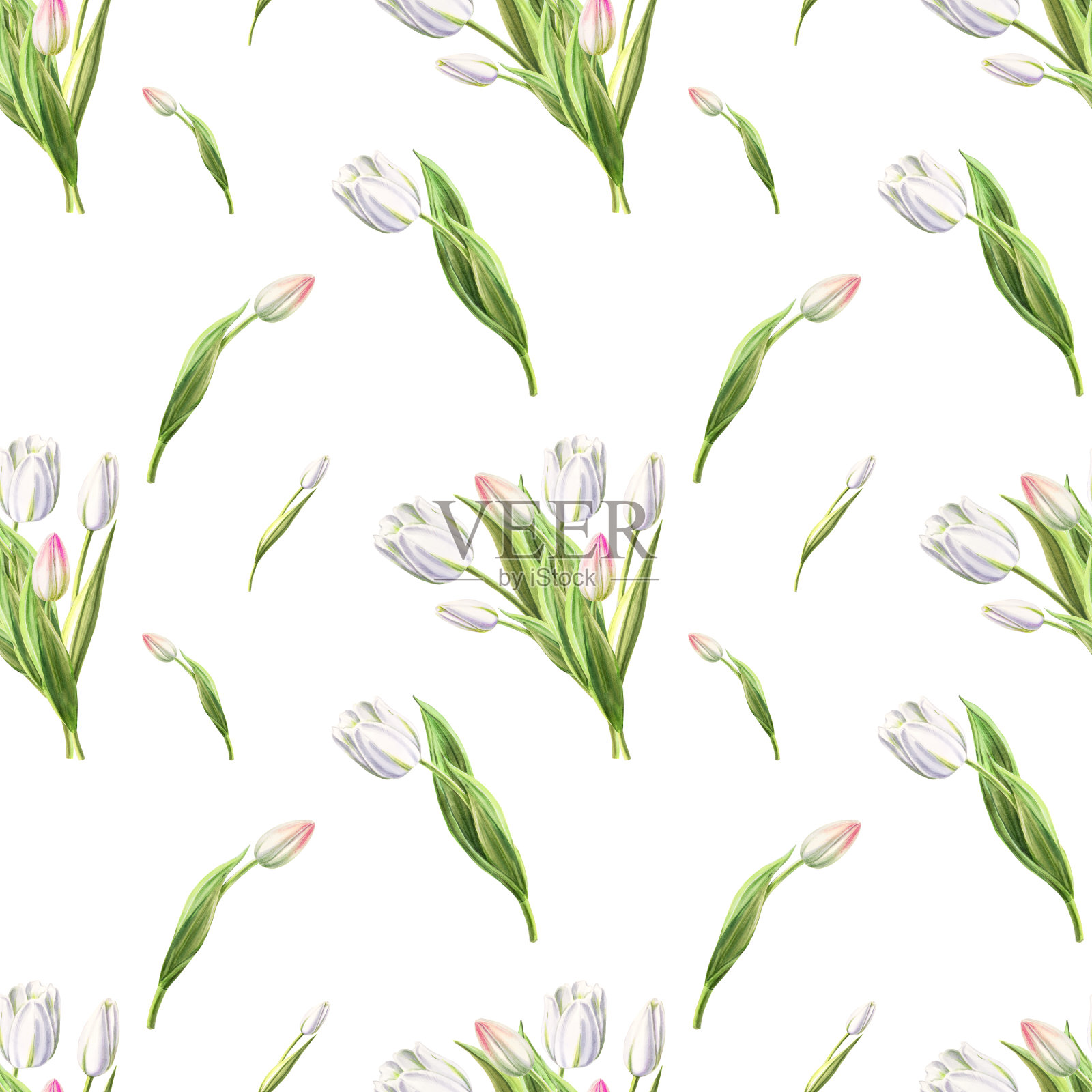 美丽的白色郁金香无缝图案。花收集。标记图。水彩画。墙纸。插画图片素材