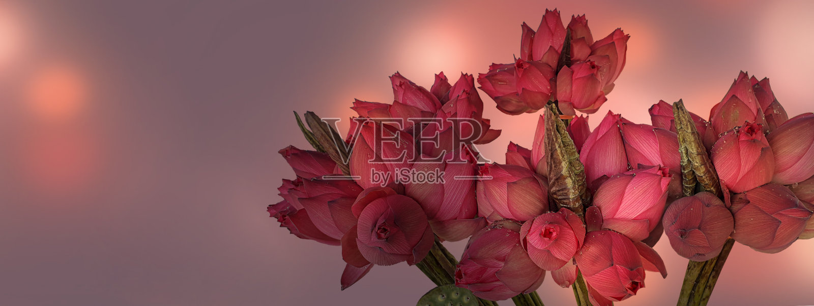 美丽的荷花与一个封闭的蓓蕾在抽象的背景。一束十朵的粉色花蕾。有选择性的重点。横幅照片摄影图片