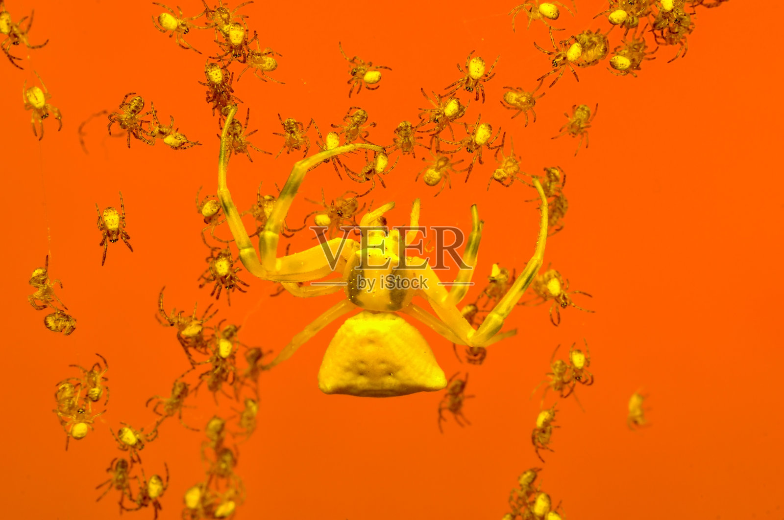 黄蟹蛛(Misumena vatia)宏照片摄影图片