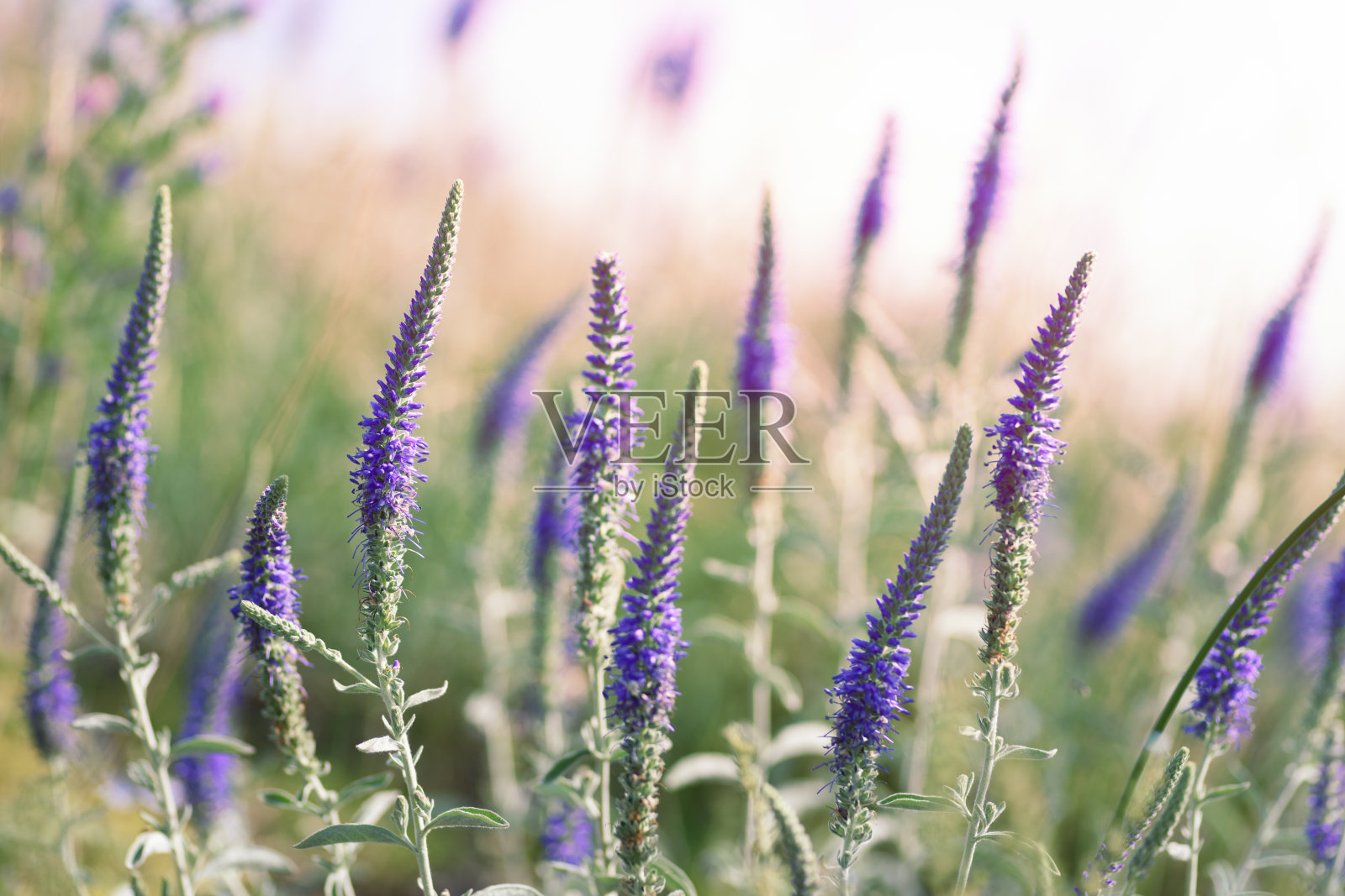 野花盛开的照片摄影图片