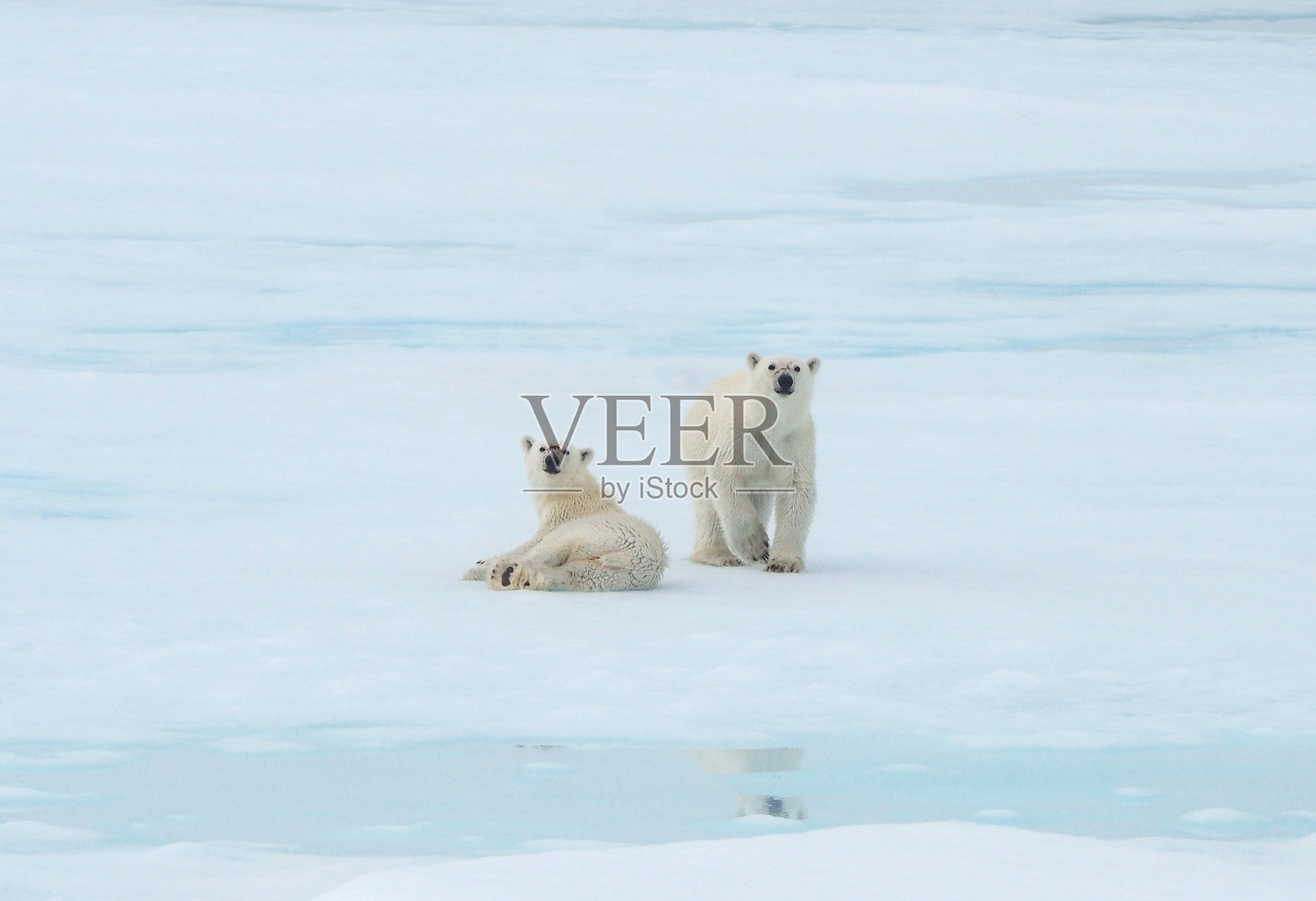 北极熊一家在北极的冰上行走照片摄影图片