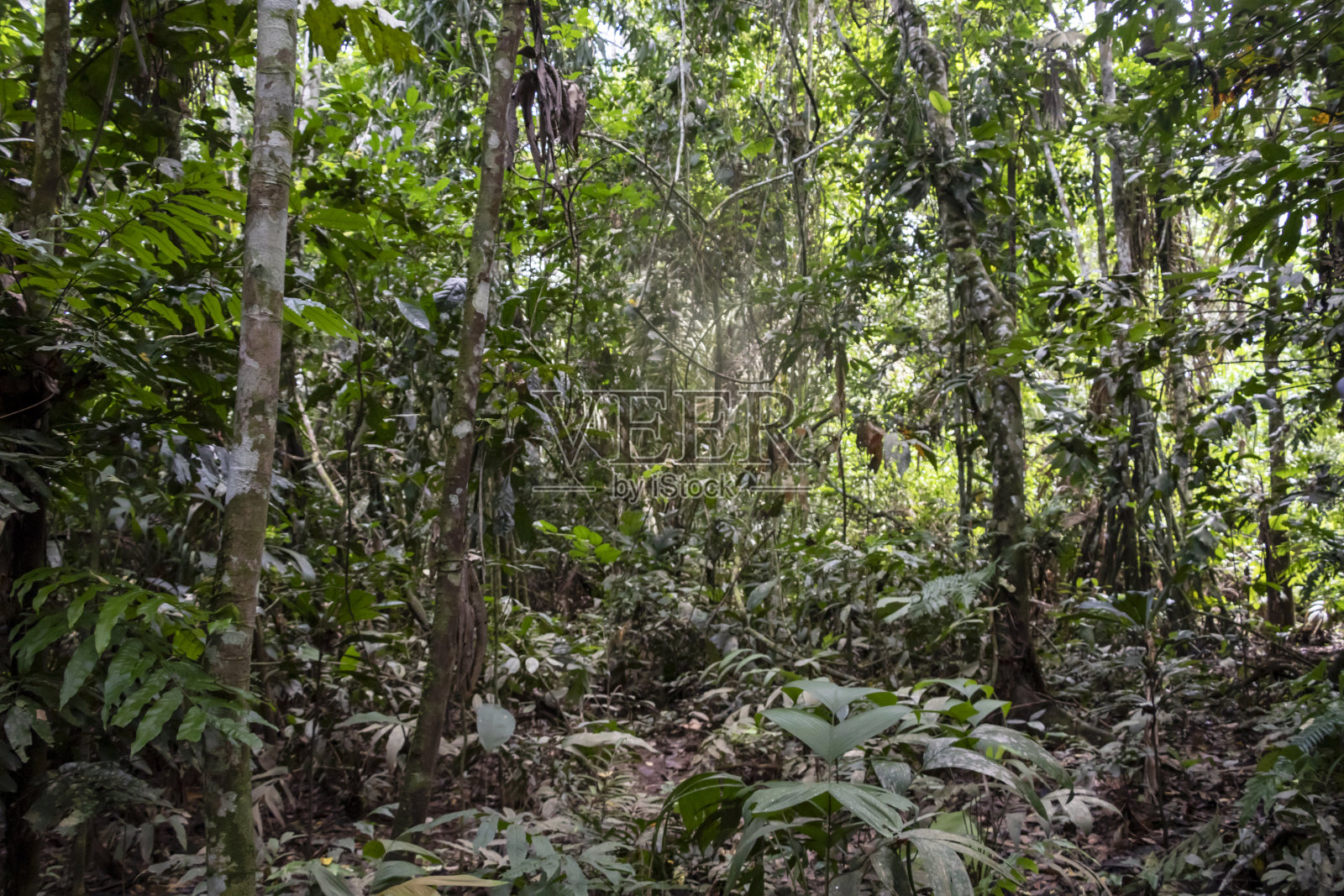 绿色的雨林景观，负责任和可持续的生态旅游在丛林，玻利维亚照片摄影图片