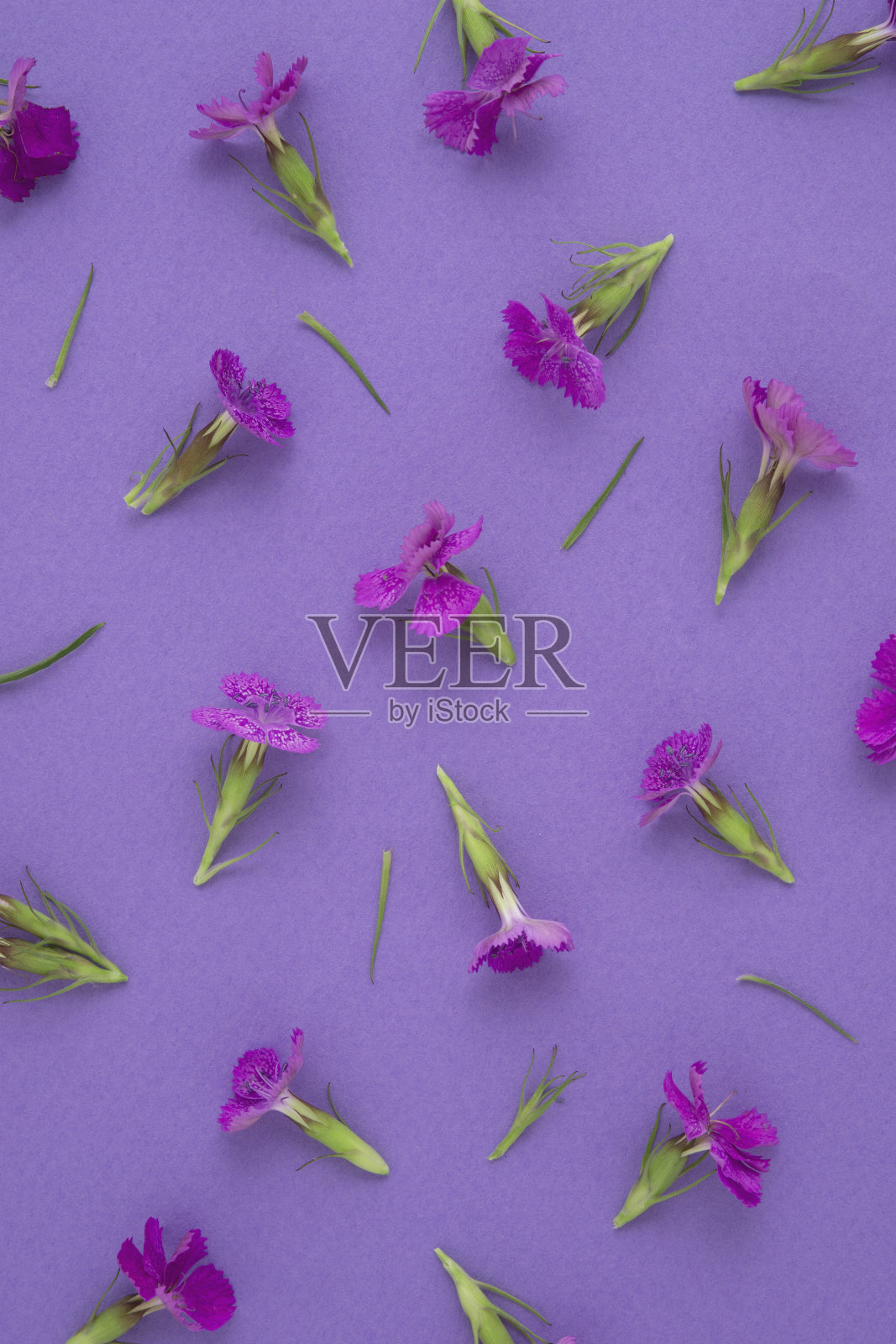 鲜花盛开。照片摄影图片