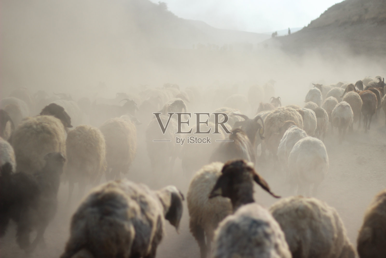 一群羊照片摄影图片