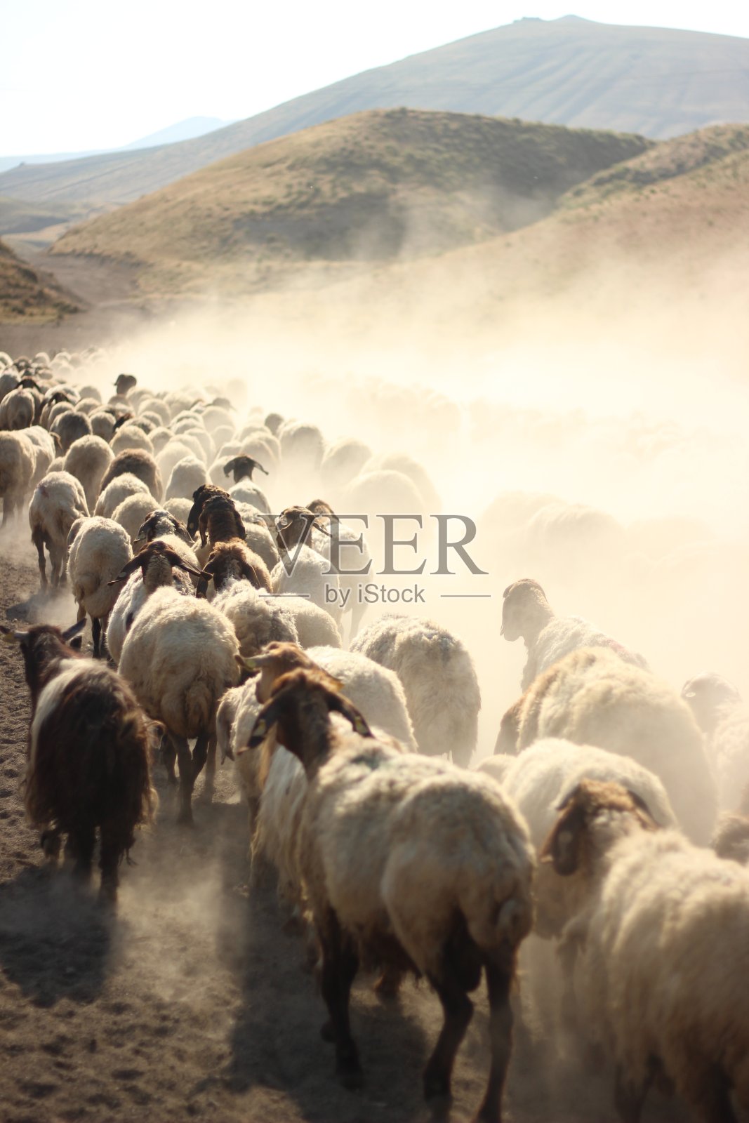 一群羊照片摄影图片