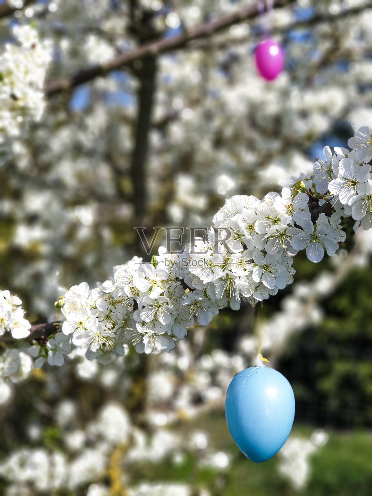 复活节彩蛋在盛开的树上照片摄影图片