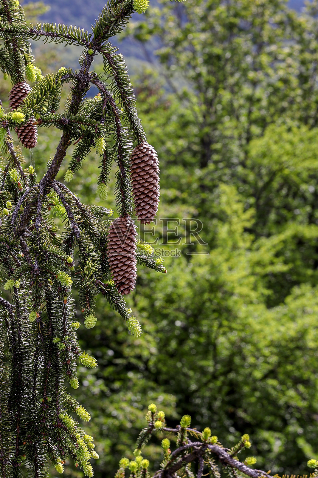 挂着松果照片摄影图片