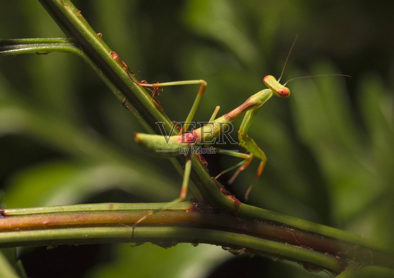 植物上的大型螳螂昆虫照片摄影图片