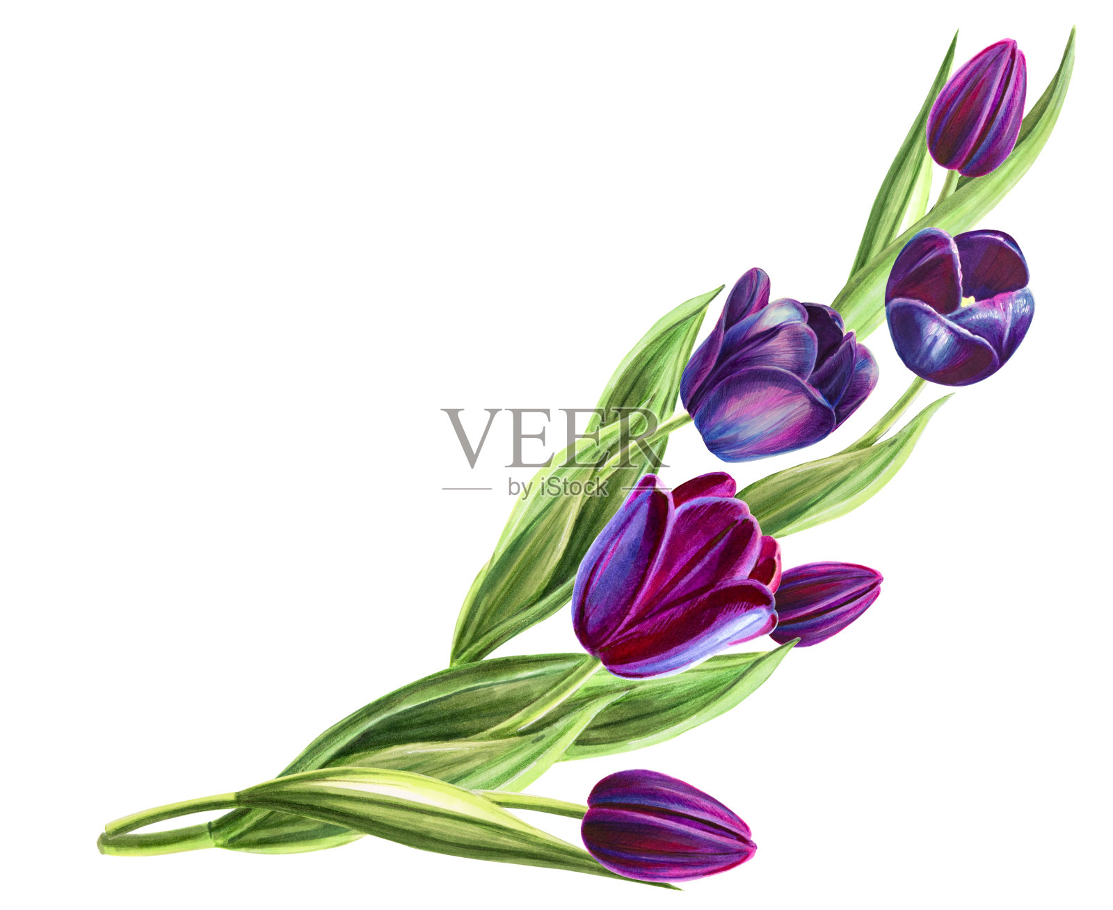 美丽的黑色郁金香花束组成。花收集。标记图。水彩画。墙纸。设计元素图片